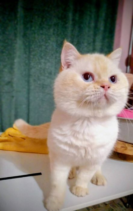 Котик,Кот.Шотландский рнж поинт Кот.Голубоглазий