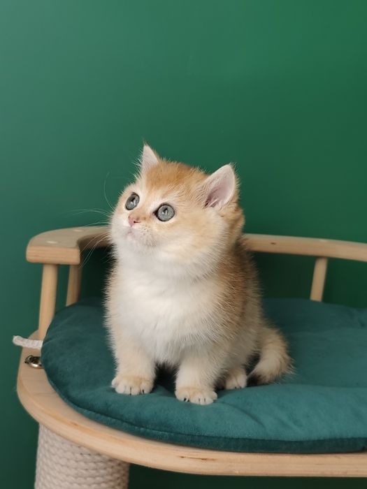 Британские золотая шиншила ny 11 ny12  by11