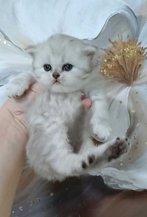 Шотландська дівчинка срібна шиншилка. Кошенята чистокровні .