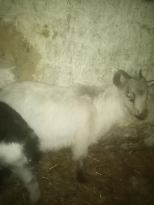 Продам козликів на шашлик або тримання