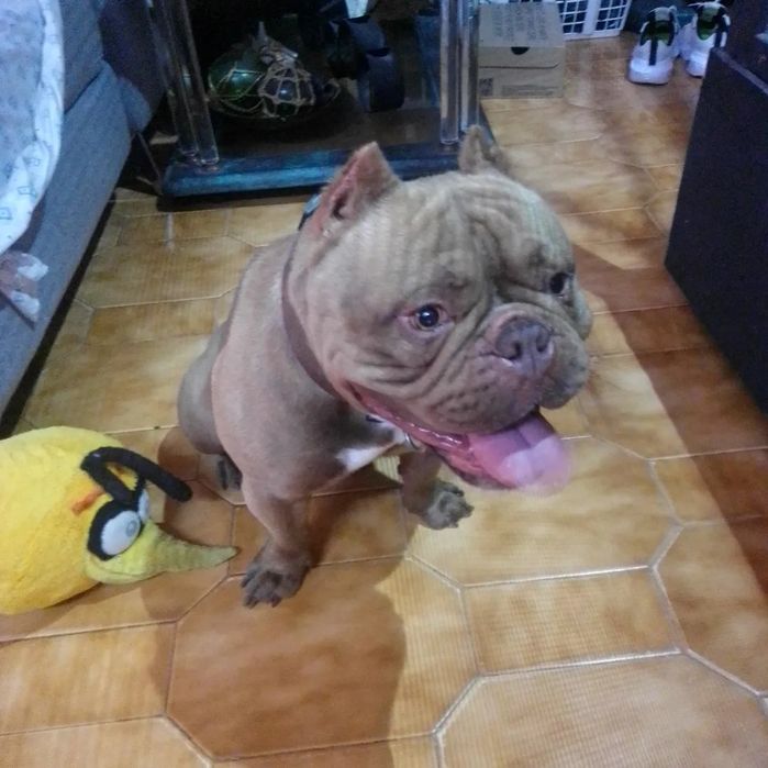 American bully Disponível para montas ( criações )