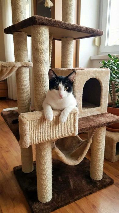 Maciek – kot z napędem rakietowym i różowym noskiem.