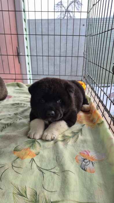 Акітосики хлопчики і дівчатка