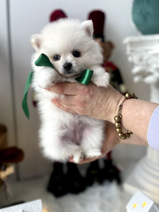 Обіймай і не відпускай  чарівні Померанські шпіци тут!