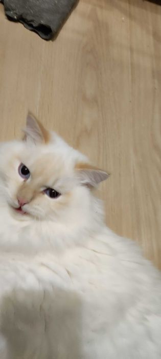 Кошенята невської маскарадної породи