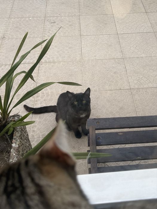 Gato/Gatinho Abandonado