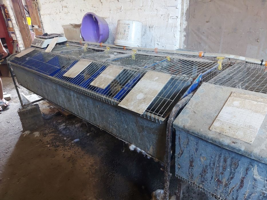 Маточні клітки кролячі