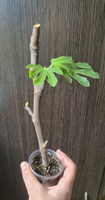 Саджанець  Інжиру