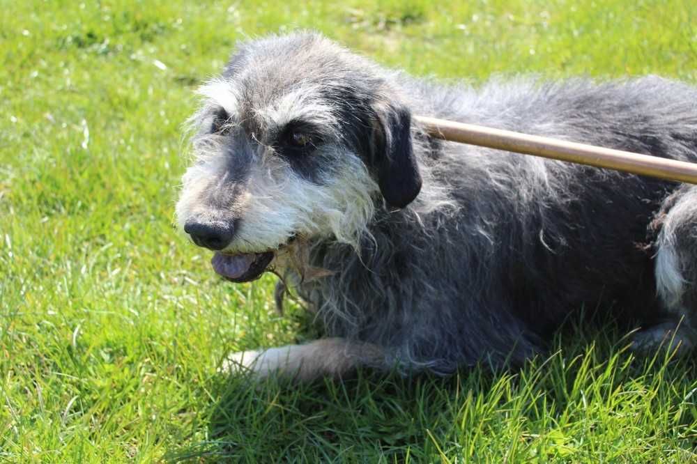 366378 Mumin do adopcji.