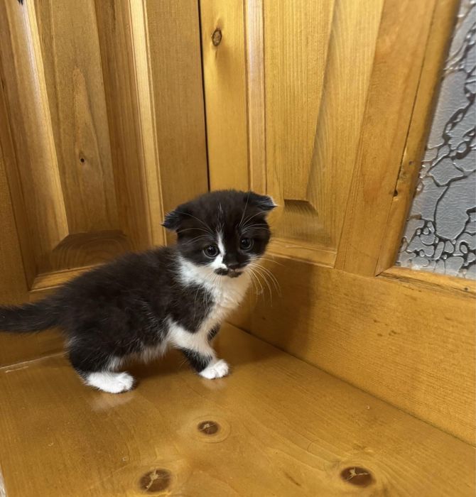 Продаю Шотландские вислоухие кошки