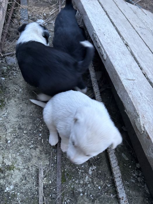 Віддамо цуценят собачок в добрі руки