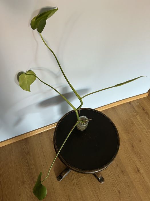 Monstera 3 liscie ukorzenione