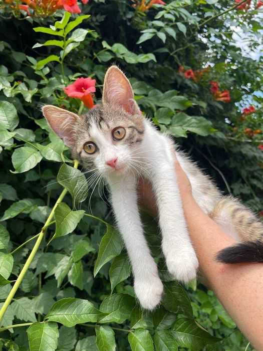 Кошеня, 3 місяці, дівчинка