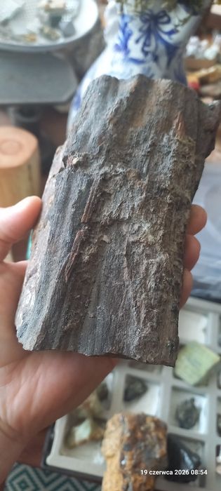 Minerały skamieniałości skamieniałe drewno