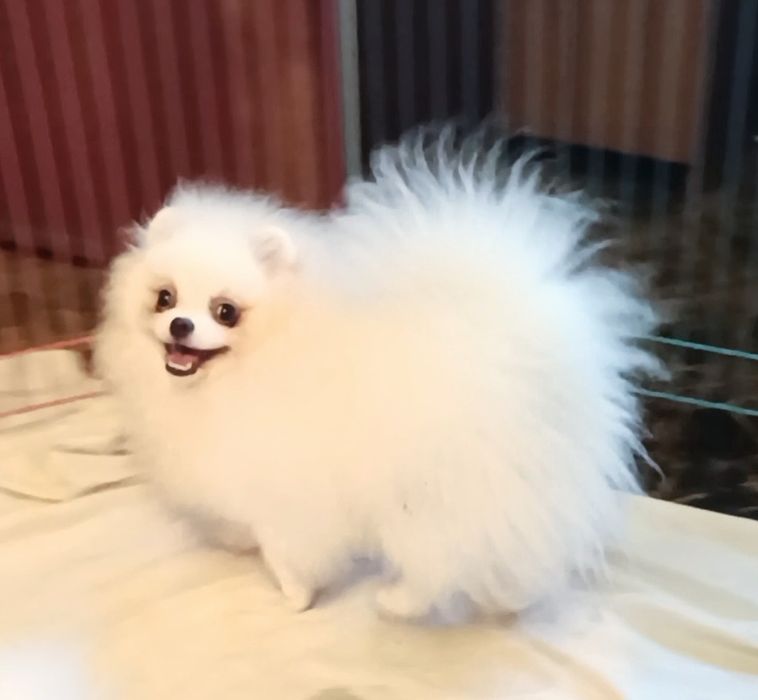 Предлагаю для вязки белый померанський шпиц
Белый мальчик