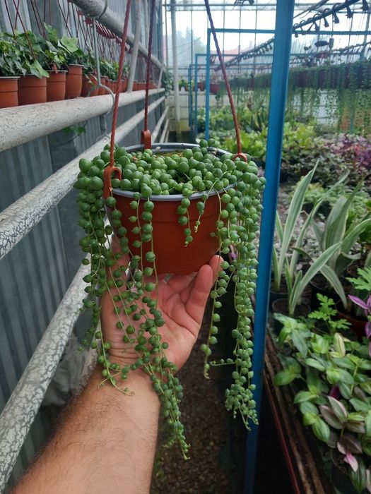 Senecio rowleya doniczka wieszakowa fi 14