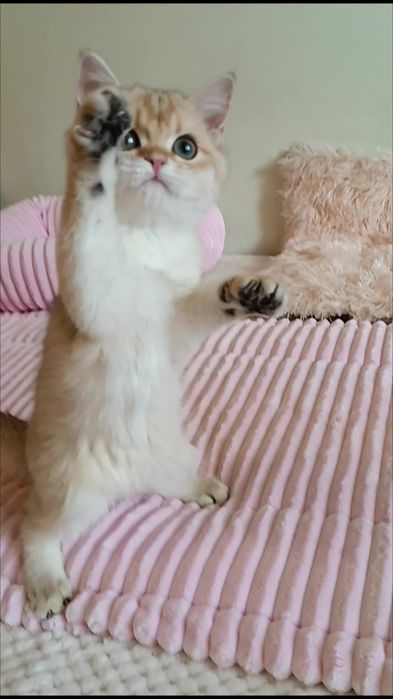 Классная кошечка золотая шиншилла