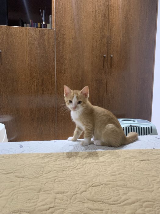 Adoção responsável Mimi