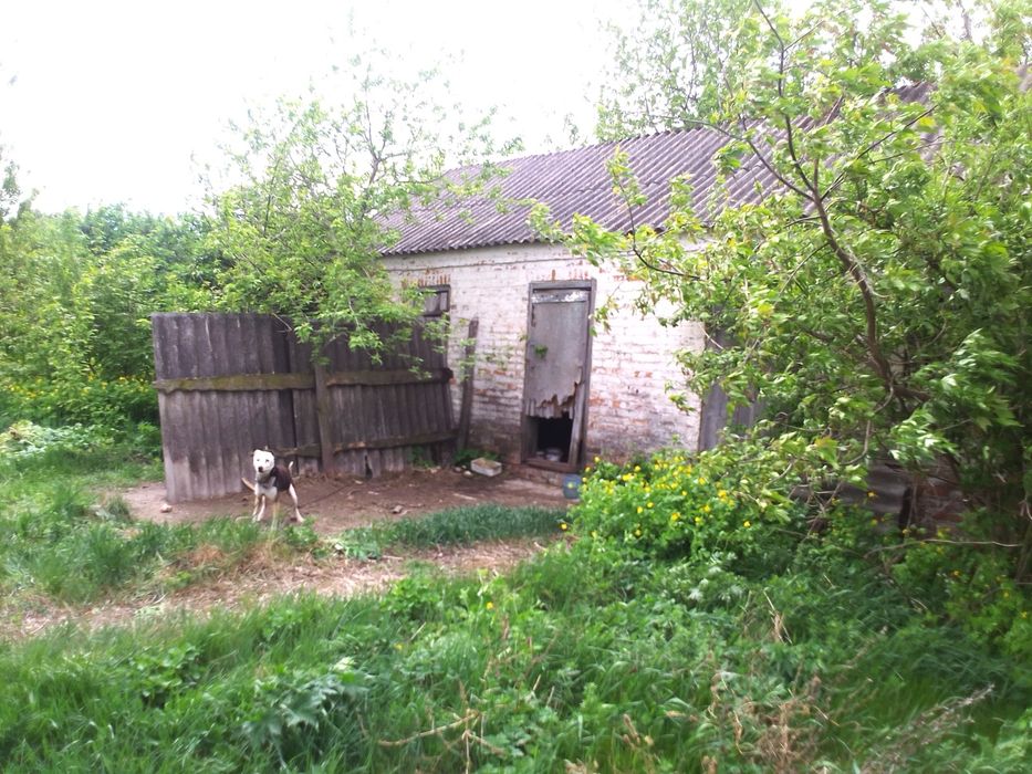 Продам дом старая водолага)))