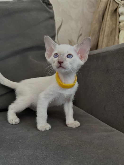 Ориентал кошка Лиловая сил-поинт