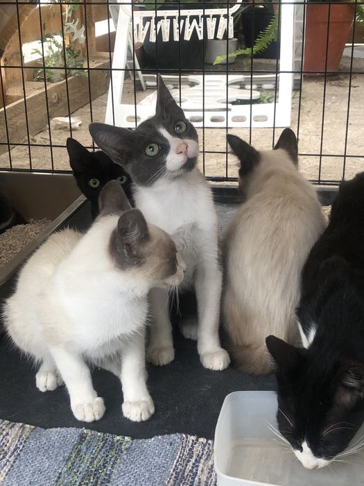 Gatos bebes para adocao