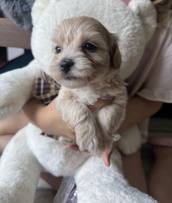 Maltipoo chlopczyk
