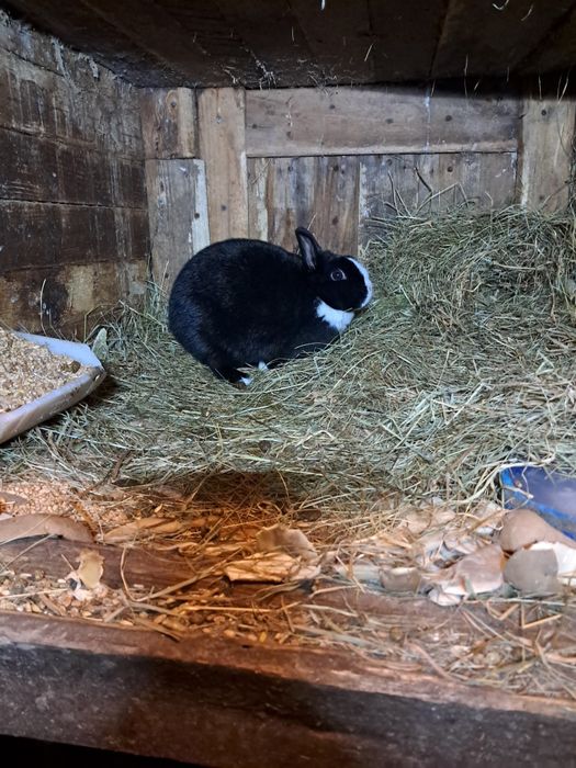 Sprzedam króliczki miniaturki