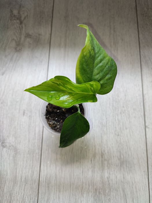 Эпипремнум Марбл грин