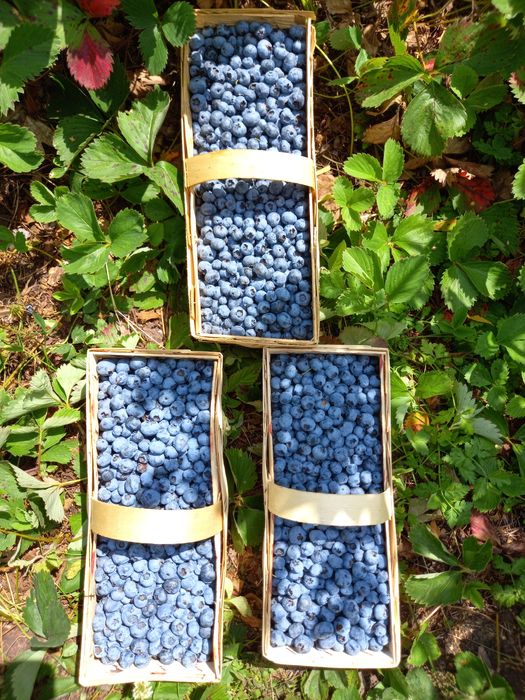 Borówka amerykańska Eko .Cena 1 kg 20 . zł