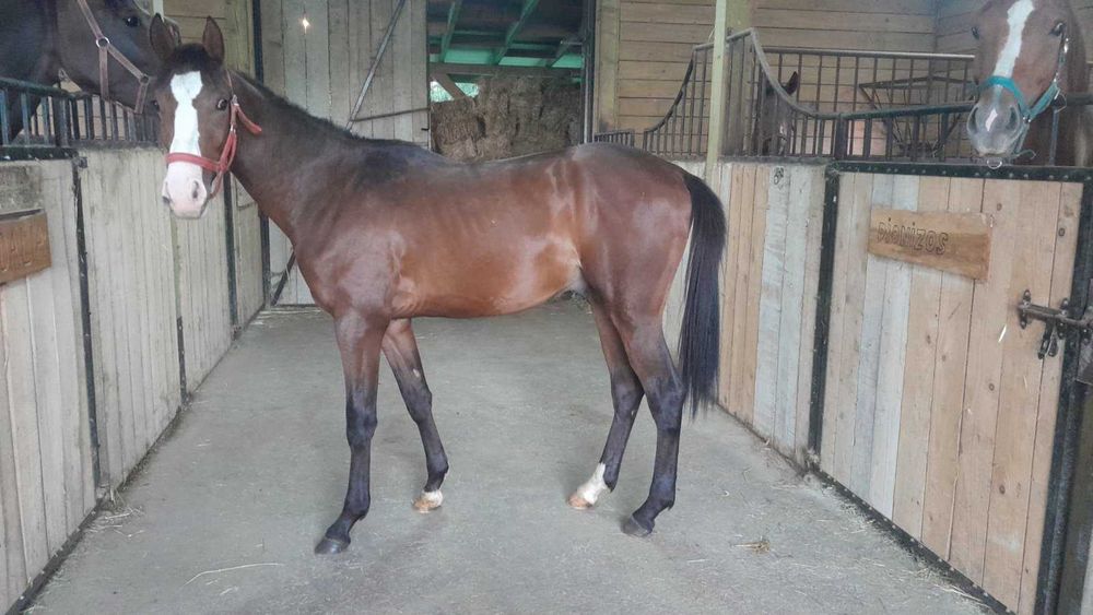 Ogier rasy małopolskiej Lambert