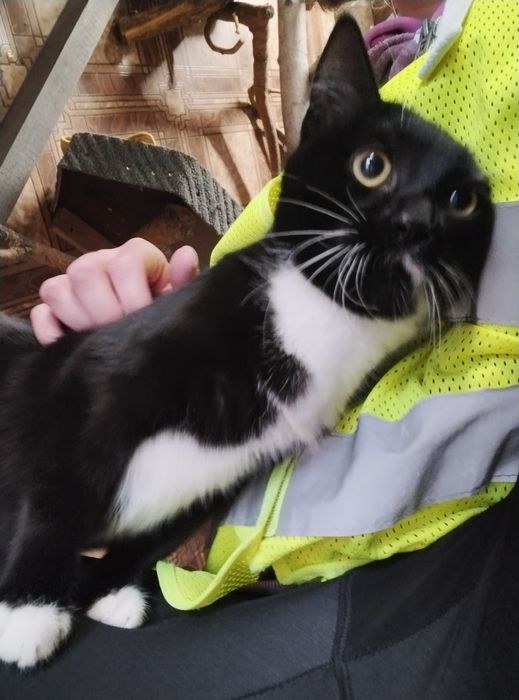 Kotka Ramona czeka pilnie na dom