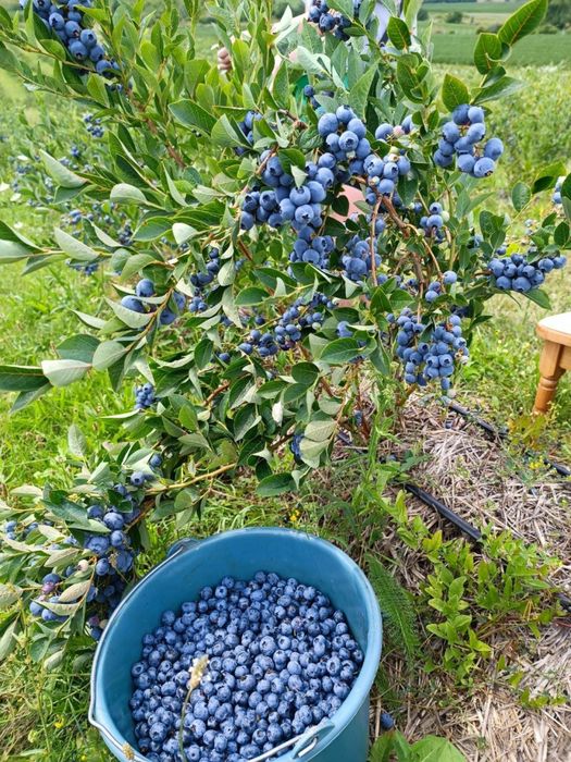 Продаю діючий готовий бізнес -поле з лохиною