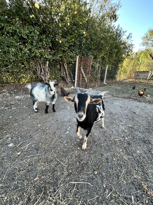 Casal de cabras anas
