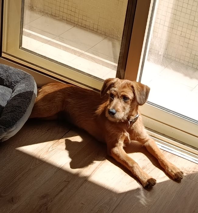Cão de 4 meses para adoção responsável