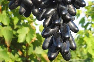 Videira de Uvas dedo de bruxa Compridas Tintas - Apenas envios