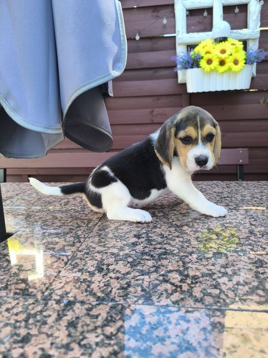 Beagle suczka bicolor Fibi mocna budowa odbiór sierpień
