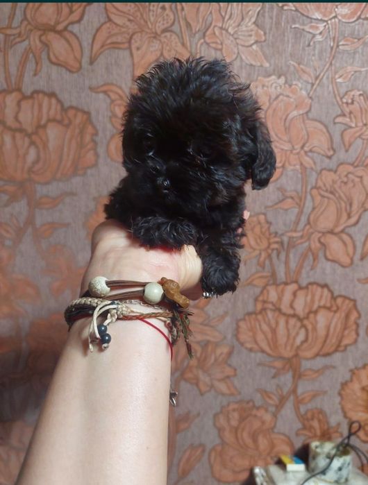 Мальтипу мальчик и девочки