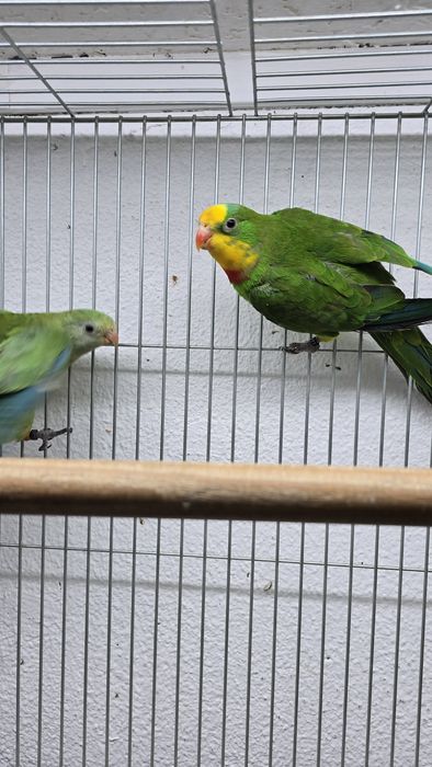 Barraband aves novas