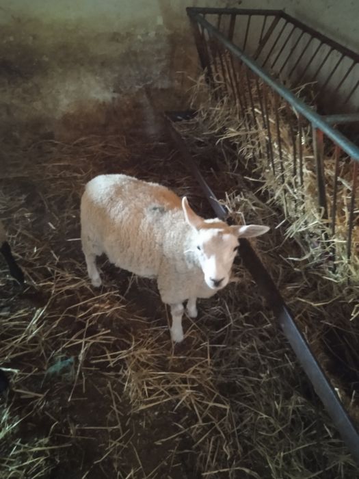 Vendo uma borrega texel e dois machos texel