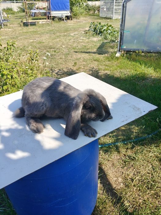 Króliki barany 2samiczki i 3 samczyki