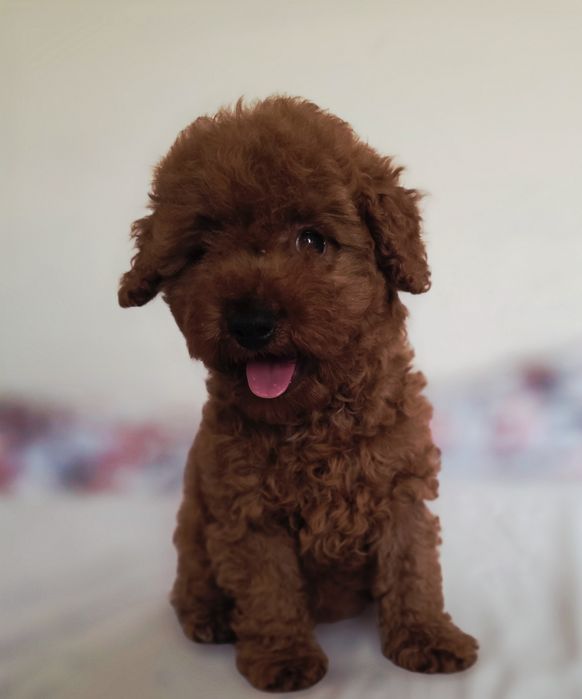 Pudel toy/mini dziewczyna