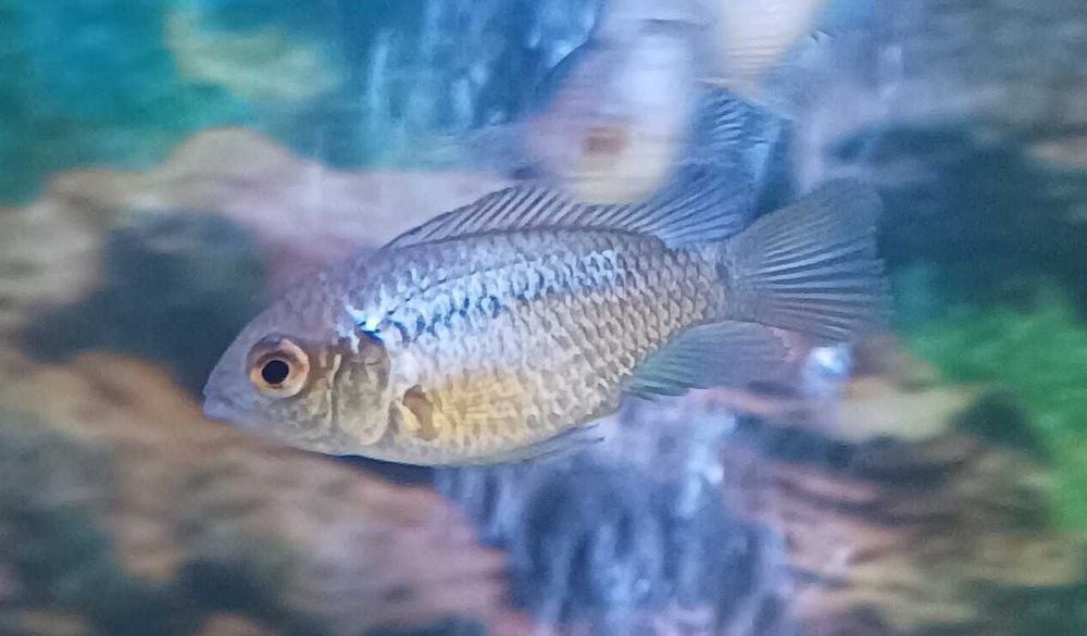 Andinocaras sp "Electric Blue" (6 cm)