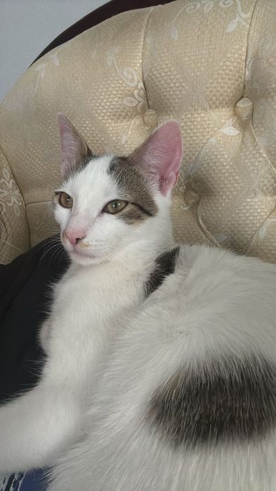 Biały kotek do adopcji