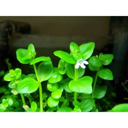 Planta para aquário lindernia rotundifolia
