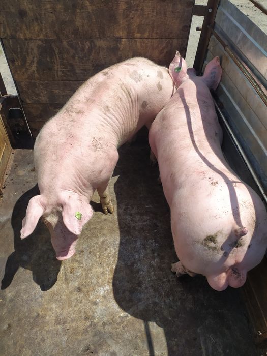 Спермодози, сім'я племінних кнурів.