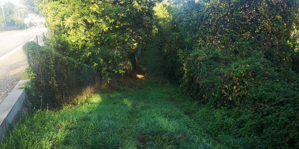 Vende-se Terreno Misto c/6500m2 - São Martinho de Anta (Sabrosa)