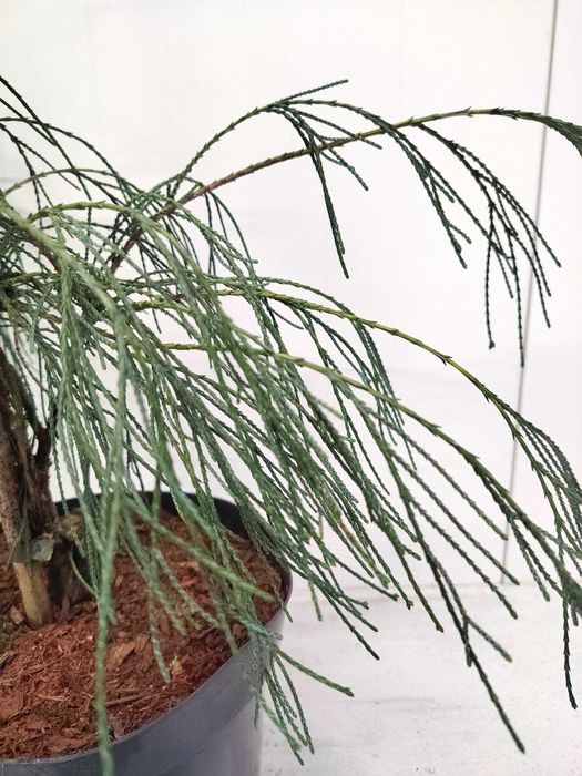 Cyprysik Lawsona DROOPING SOLO 5L