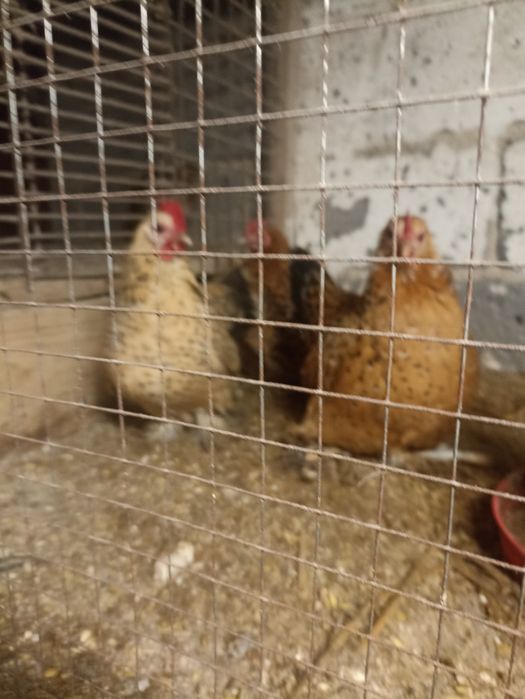 Jaja lęgowe sprzedam