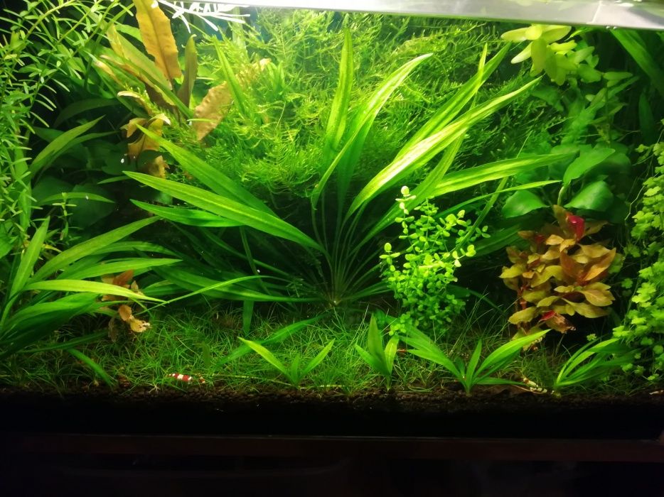 Sagittaria subulata roślina akwariowa