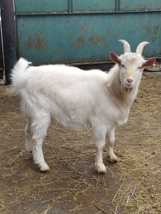 Продам козлика